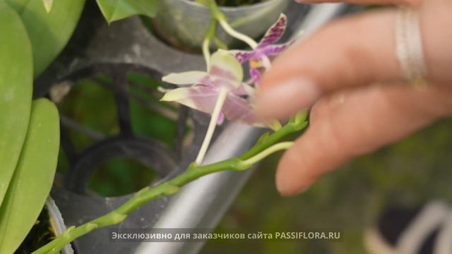 Магистр голубых орхидей, создатель "диких котов" - лаовай Лайолинь смотреть онлайн