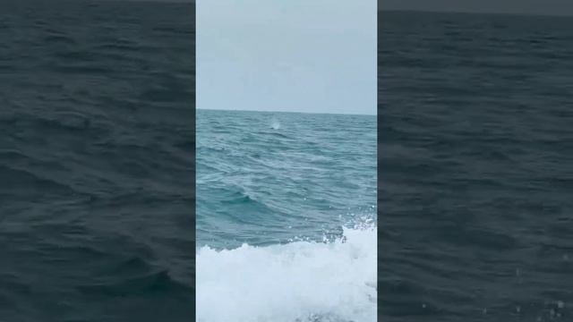 дельфин белобока . Чёрное море . смотреть онлайн