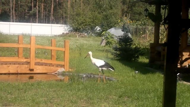 Наш аист) смотреть онлайн