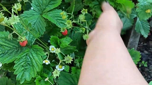 УРОЖАЙ ЖИМОЛОСТИ И ЗЕМЛЯНИКИ 21г#245 2 часть смотреть онлайн