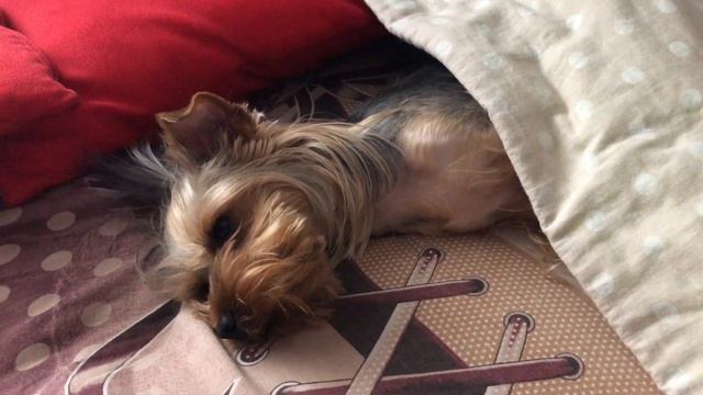 🐶«СОНИ»🐶/Наши любимые питомцы/Йоркширский терьер/Шотландский вислоухий кот/Смешные Собаки и коты. смотреть онлайн