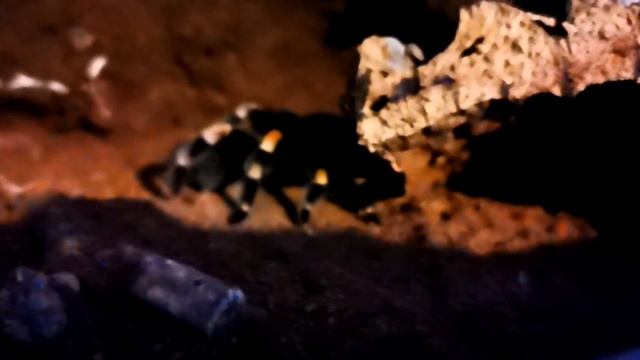 Reptile Room Tour January 2020 ( All My Pets In One Video) смотреть онлайн