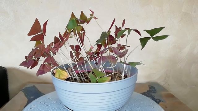 Его скорости роста можно позавидовать.I Оксалис после переукоренения. смотреть онлайн