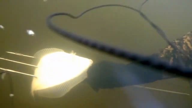 Как приготовить Камбалу на гриле)) Svelvik Норвегия. смотреть онлайн