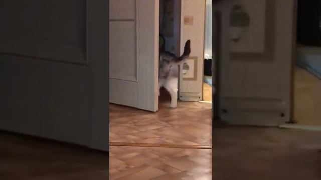 Снежный Барс играется. Ищем ему дом. Кошачий приют Петербург смотреть онлайн