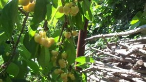 Обрезка черешни в июле. В саду работают с любовью, в стране дураков, урожая только НЕТ