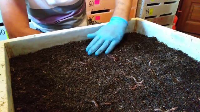 Вентиляция, влажность, укрывной материал и кормление. Связь. смотреть онлайн