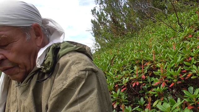 Рододендрон ЗОЛОТИСТЫЙ и его применение смотреть онлайн