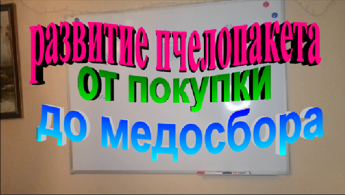 Развитие пчелопакета от покупки до начала медосбора смотреть онлайн