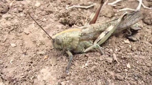 Огромный кузнечик на Кипре смотреть онлайн