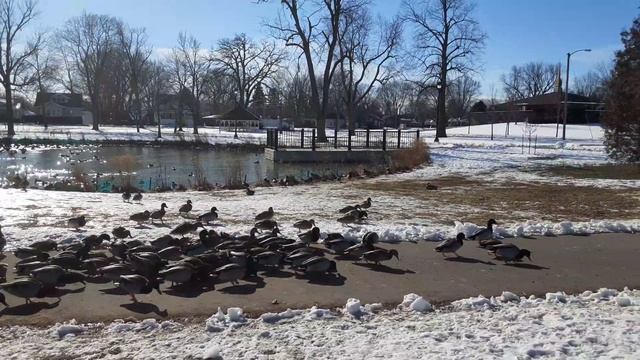 Вот почему нельзя кормить хлебом уток Холодно ?но не голодно. Все и мы так же подкармливаем уток.. смотреть онлайн