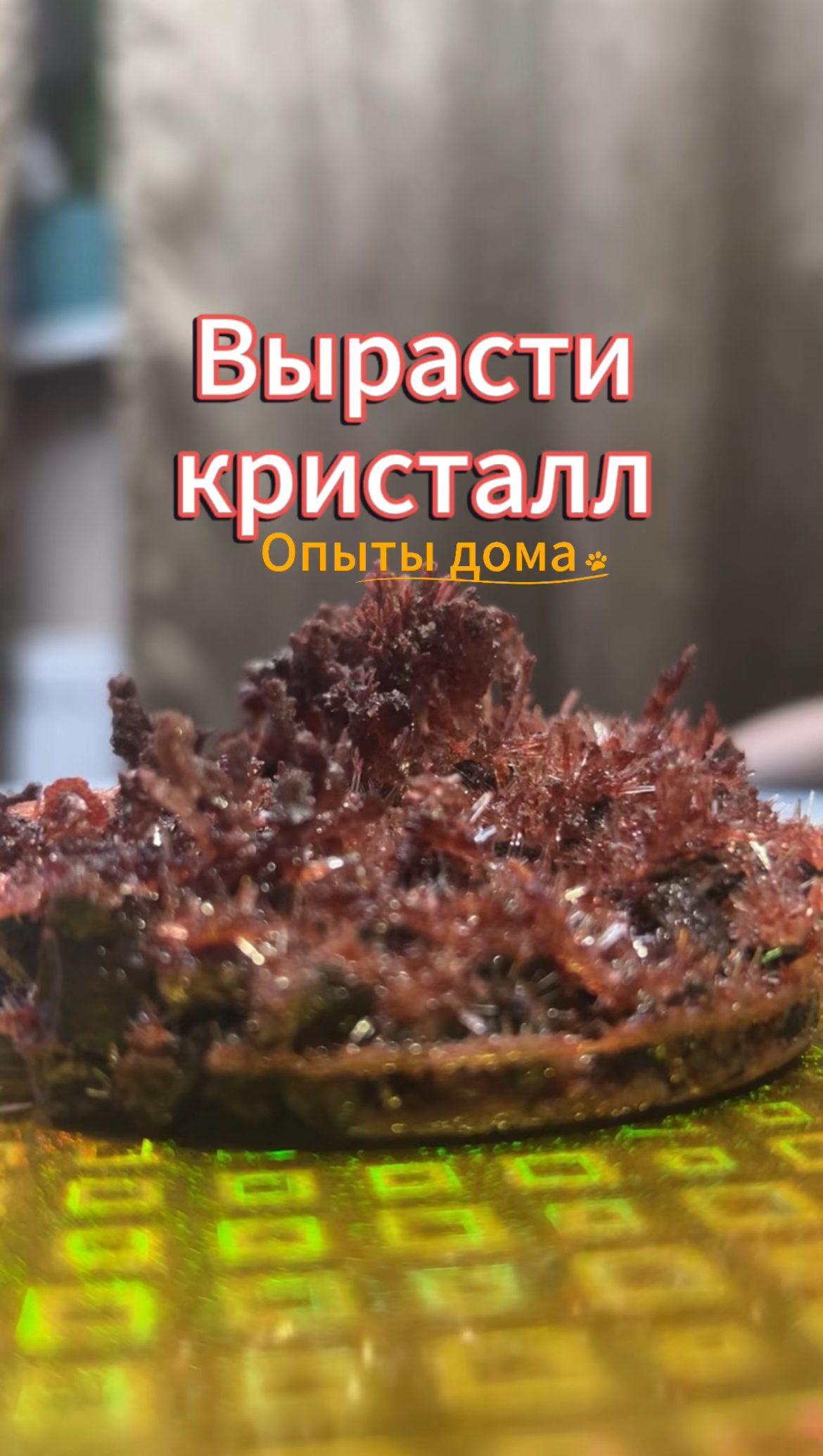 Вырастили кристаллы. #опыты #опытыдлядетей