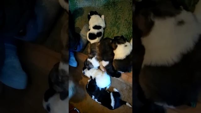 Метисы Акита-алабай недельные смотреть онлайн