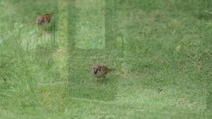 BAMBOO VILLAGE RESORT & SPA 4* (Вьетнам / Муйне) | Все цены  💳  в ↓ "Описании" | ☎ (4242) 316-000