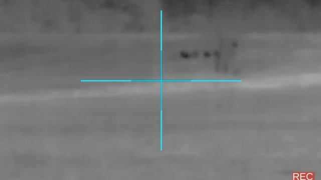 hogs at distance Flir pts233 (320/19mm) смотреть онлайн