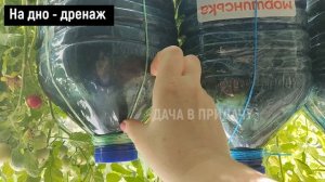 Раскрываю Секреты ПОДВЕСНОГО Выращивания Помидор! Мой урожайный огород на балконе: помидоры в окне.