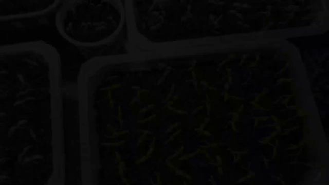 Всходы томатов ???Моя рассада 11 марта смотреть онлайн