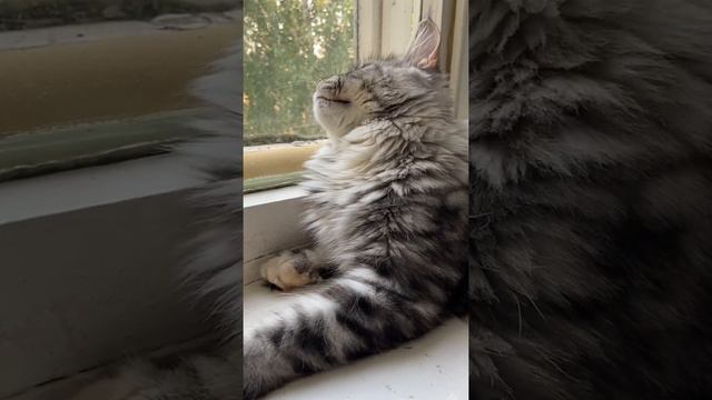 Мейн кун Лукерья#безкотажизньскучна#птицы# смотреть онлайн