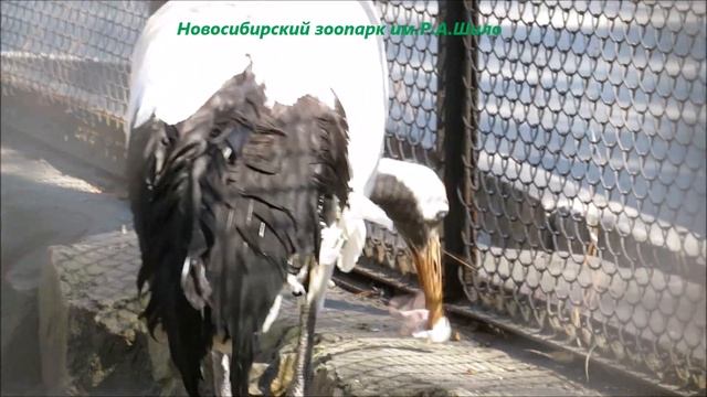 Журавль играет с мышкой 13.04.2022