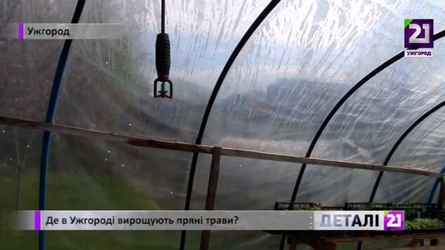 Де в Ужгороді вирощують пряні трави? смотреть онлайн