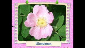 УЧИМ И ЗАКРЕПЛЯЕМ ОТТЕНОЧНЫЕ ЦВЕТА. РАЗВИВАЮЩИЙ МУЛЬТИК ДЛЯ МАЛЫШЕЙ от учителя-логопеда Вдовиной Е.