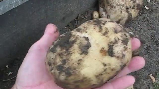 Второй урожай картофеля 2018 в Волгоградской области смотреть онлайн