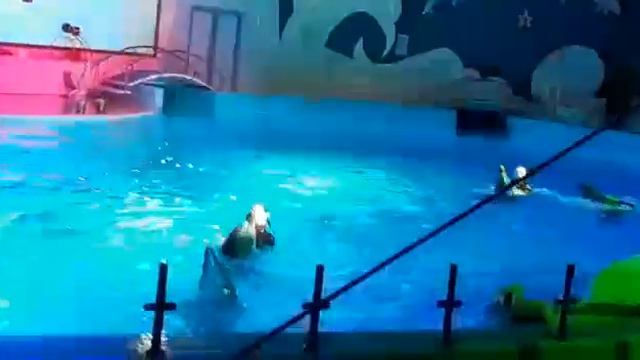 Танец дельфинов смотреть онлайн