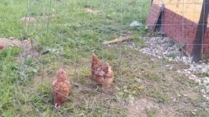 Решили на лето завести кур ? А подумали ? #куры #дача #лето