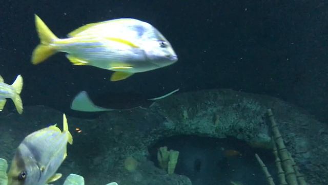 Hellohabesha.com - Sea Life More at http://hellohabesha.com смотреть онлайн