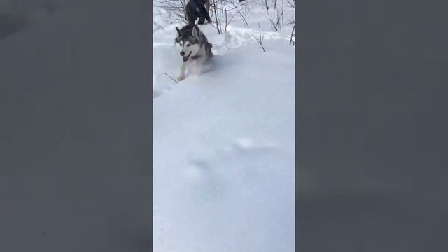 Хаски , а мы ещё катаемся смотреть онлайн