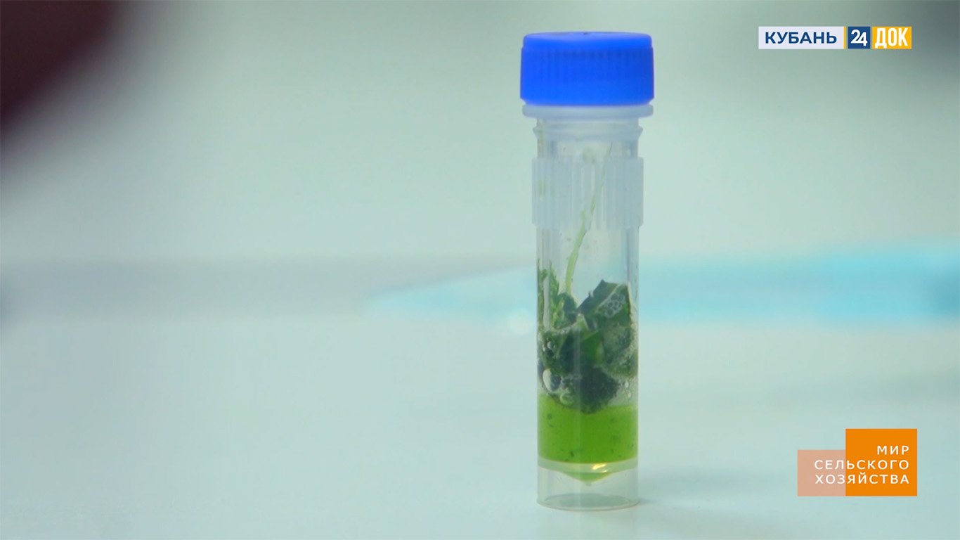 Мир сельского хозяйства. №18 Селекция 08.08.2023