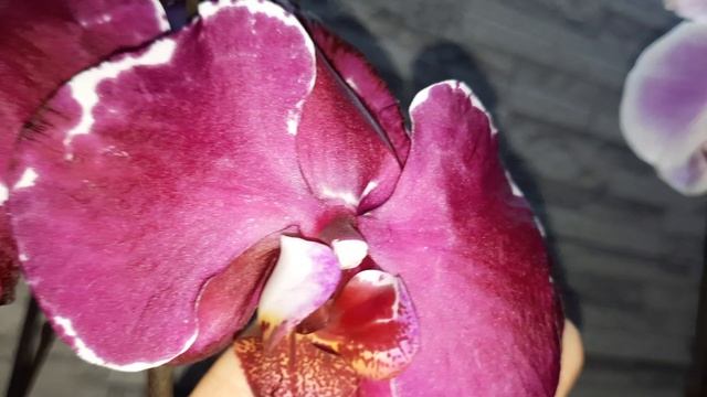 НОВЫЕ ПОКУПКИ ОРХИДЕЙ//11.03.24// смотреть онлайн