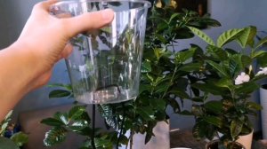 Гардения. Фитильный полив гардении. Уход в домашних условиях