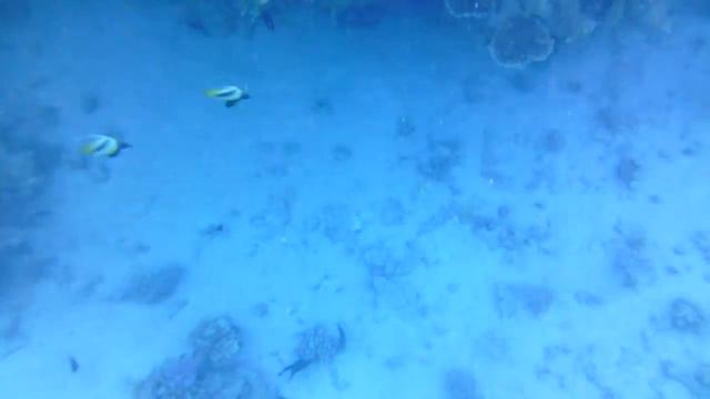 Рыбки Красного моря отель Хилтон смотреть онлайн