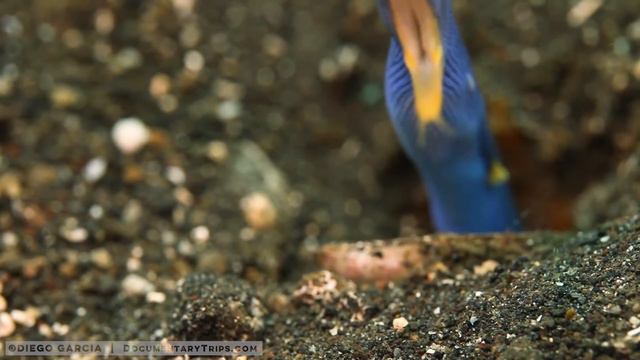 1920s Jazz with Coral Reef: "Button Up Your Overcoat" & Indonesia смотреть онлайн