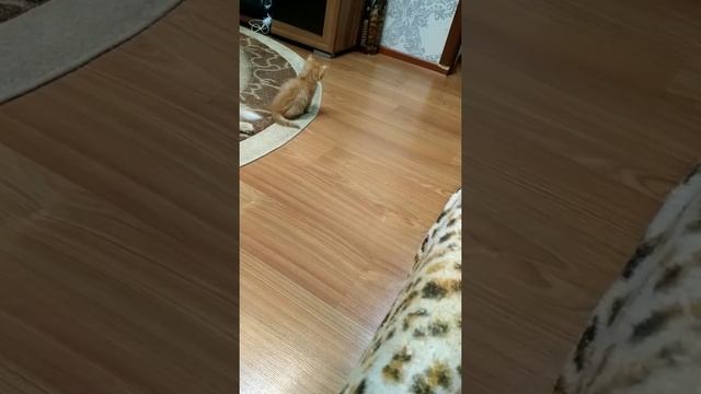 Папа рыжий,мама рыжий,рыжий я и сам смотреть онлайн