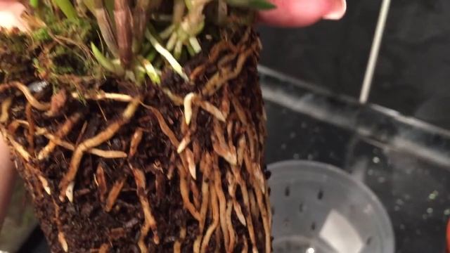 Экзотическая орхидея Масдеваллия ( Masdevallia) . Теперь и у меня дома)) смотреть онлайн