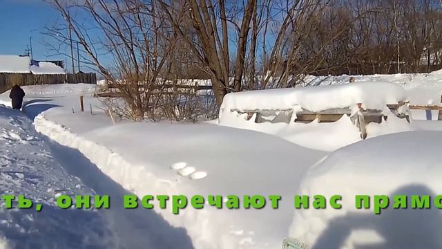 Кошки встречают хозяев. смотреть онлайн
