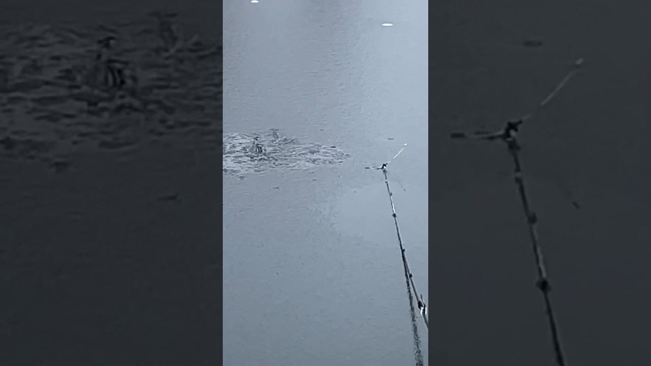 На первый лёд с летними снастями #первыйлёд #ротан смотреть онлайн