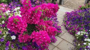 Бугенвиллия