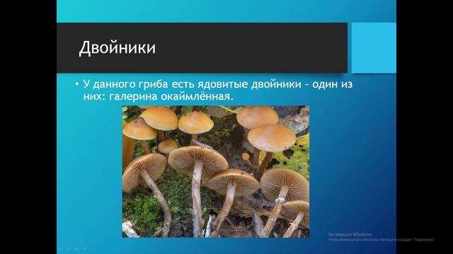 Распознаем грибы. Немного о зимних опятах - Flammulina velutipes. Часть 1. смотреть онлайн