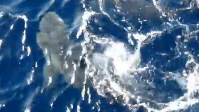Сatch your shark! смотреть онлайн