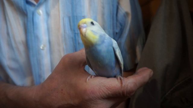 Ручной волнистый попугайчик(самочка) смотреть онлайн