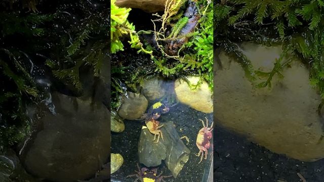 Видео краба вампира после линьки только на #рутуб