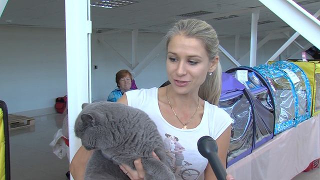 В Ярославле прошла выставка кошек смотреть онлайн