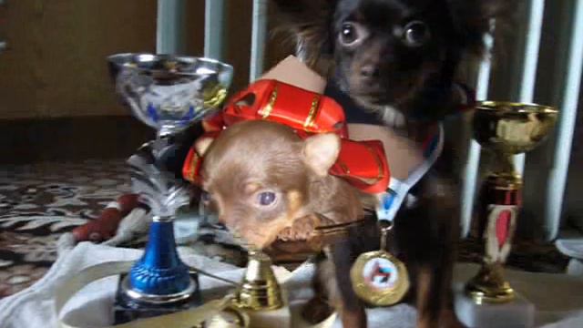 той-терьер www.dogs585.my1.ru смотреть онлайн