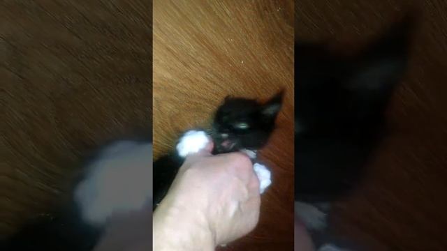 Игривая кошечка породы Мейн кун Окрас Сноу Шу смотреть онлайн