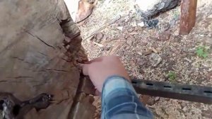 Раскрой и сушка капа берёзового(сувеля).