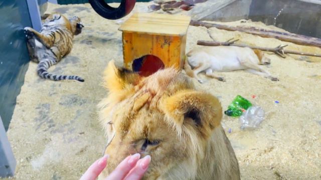 Артём и мама в зоопарке г. Иркутск знакомятся с разными дикими животными. смотреть онлайн