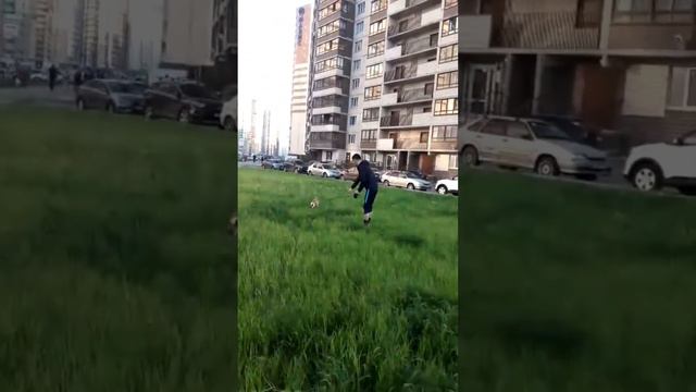 Мой маленький бультерьер Варди. смотреть онлайн